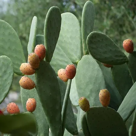 לינה וארוחת בוקר Lemoredinella